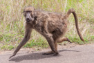 Kruger Park Wildlife